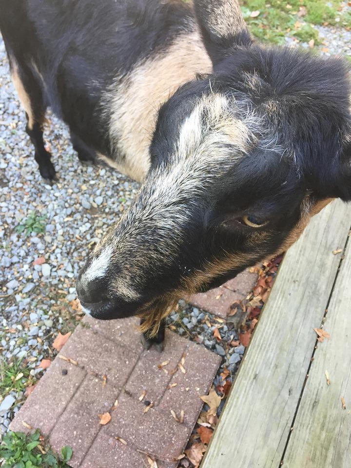 Product Reviews StroboStomp Mini Peterson Strobe Tuners